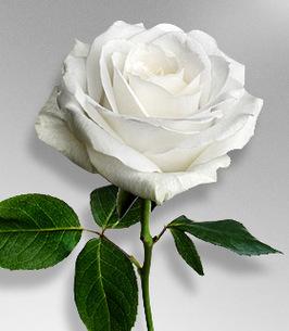 Alma Virginia Hyler Hale